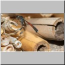 Gasteruption cf jaculator - Gichtwespe w02d 15mm.jpg